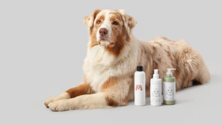 Onde Comprar Produtos Pet no Atacado: 16 Distribuidores e Fabricantes para Revenda